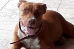 ARIQUEMES: Filhote de pit bull desaparece na Av. Diamantes