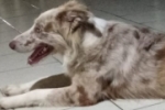 ARIQUEMES: Cachorra da desaparece na Av. Jamari