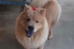 ARIQUEMES: Cachorra da raça Chow Chow desaparece no Setor 05