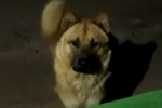 ARIQUEMES: Cachorro que pertence a uma criança desaparece no Industrial