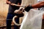 COLORADO DO OESTE: Jiboia de quase 3 metros é capturada em bairro e solta em mata