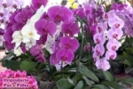 ARIQUEMES: APROVEITE – Orquidário Pai e Filho estará na cidade até sábado
