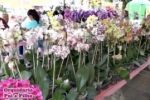 ARIQUEMES: Orquidário Pai e Filho estará na cidade até domingo com muitas opções em presentes e sorteios