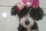 ARIQUEMES: Cachorrinha desaparece no Setor 02