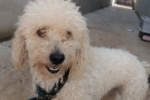 ARIQUEMES: Cachorrinho desaparece no Raio de Luz