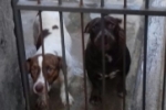 ARIQUEMES: Cachorras desaparecem no Jardim Jorge Teixeira