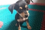 ARIQUEMES: Pinscher desaparece no Jardim Bela Vista
