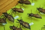 Três besouros foram confirmados infectados com doença de Chagas em Rondônia, em 2018