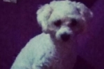 ARIQUEMES: Poodle que passa por tratamento desaparece no Setor 02
