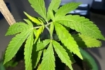 MONTE NEGRO: Pé de maconha é apreendido pela Força Tática