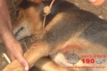 ARIQUEMES: PM é acionada após cachorro ser baleado por tiro de espingarda de pressão