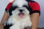 ARIQUEMES: Cachorrinho que pertence a uma criança desaparece na Av. Diamantes