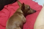 ARIQUEMES: Cachorrinha desaparece no Jardim Paraná