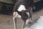 ARIQUEMES: Pit Bull desaparece no Rota do Sol