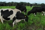 Secretaria de Agricultura destaca o desenvolvimento das cadeias produtivas prioritárias de Rondônia