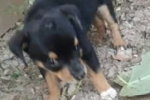 ARIQUEMES: Cachorrinha que precisa de medicamentos desaparece no Setor 09