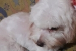 ARIQUEMES: Poodle desaparece no Setor 10