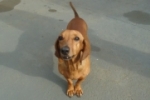 ARIQUEMES: Cachorrinha cega desaparece no Setor 04