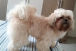ARIQUEMES: Shih–tzu desaparece no Setor 06