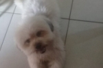 ARIQUEMES: Cachorrinho que pertence a uma criança desaparece no Setor 09