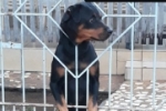 ARIQUEMES: Cachorra desaparece no Setor 04