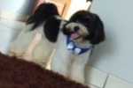 ARIQUEMES: Shih–tzu desaparece no Setor 06