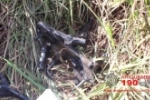 ARIQUEMES: Peças de moto roubada são encontradas em matagal na área rural