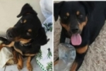 ARIQUEMES: Cachorro desaparece no Setor 06