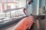 Idaron garante qualidade nas inspeções realizadas em frigoríficos de peixes em Rondônia