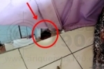 ARIQUEMES: Cobra arco–íris é capturada por Bombeiros em residência no Parque das Araras