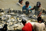 Piscicultura terá laboratórios moveis para garantir sanidade do pescado em Rondônia