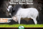 Leilão da Expoari mostrará qualidade do rebanho de Rondônia
