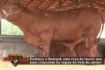 Senepol vira atração na 36º EXPOARI – VÍDEO