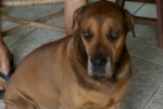 ARIQUEMES: Cachorro desaparece no Setor 03
