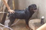 ARIQUEMES: Rottweiler desaparece no Setor 04