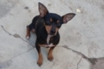 ARIQUEMES: Pinscher é encontrado no Setor 02