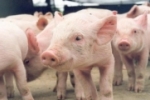 Cerca de 19 mil criadores de suínos, ovinos e caprinos devem atualizar cadastros de rebanhos na Idaron