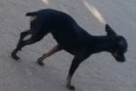 ARIQUEMES: Pinscher desaparece no Setor 02