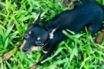 ARIQUEMES: Pinscher desaparece no Setor 02