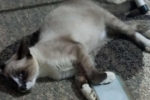 ARIQUEMES: Gato desaparece no Setor 09