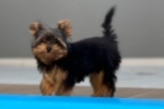 ARIQUEMES: Cachorrinho desaparece no Jardim Paraná