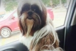ARIQUEMES: Shih–tzu desaparece no Jorge Teixeira