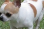 ARIQUEMES: Cachorrinha desaparece no Setor 02