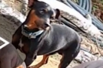 ARIQUEMES: Pinscher desaparece no Setor 06