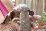 ARIQUEMES: Senhora resgata Tatu que sofreu queimaduras durante queimadas – Vídeo