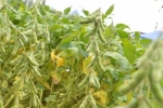 O clima é positivo entre os produtores rurais para o início do plantio de soja na região Sul de Rondônia