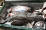 Feirante perde 150 quilos de peixes e denuncia Energisa na polícia por apagão de sete horas em Vilhena
