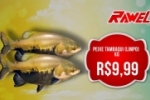 ARIQUEMES: Confira as promoções de quarta e quinta–feira no Rawel