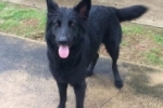 ARIQUEMES: Cachorra Pastor Belga desaparece no Jardim Vitória