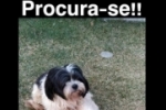ARIQUEMES: Cachorro desaparece no Jardim Vitória